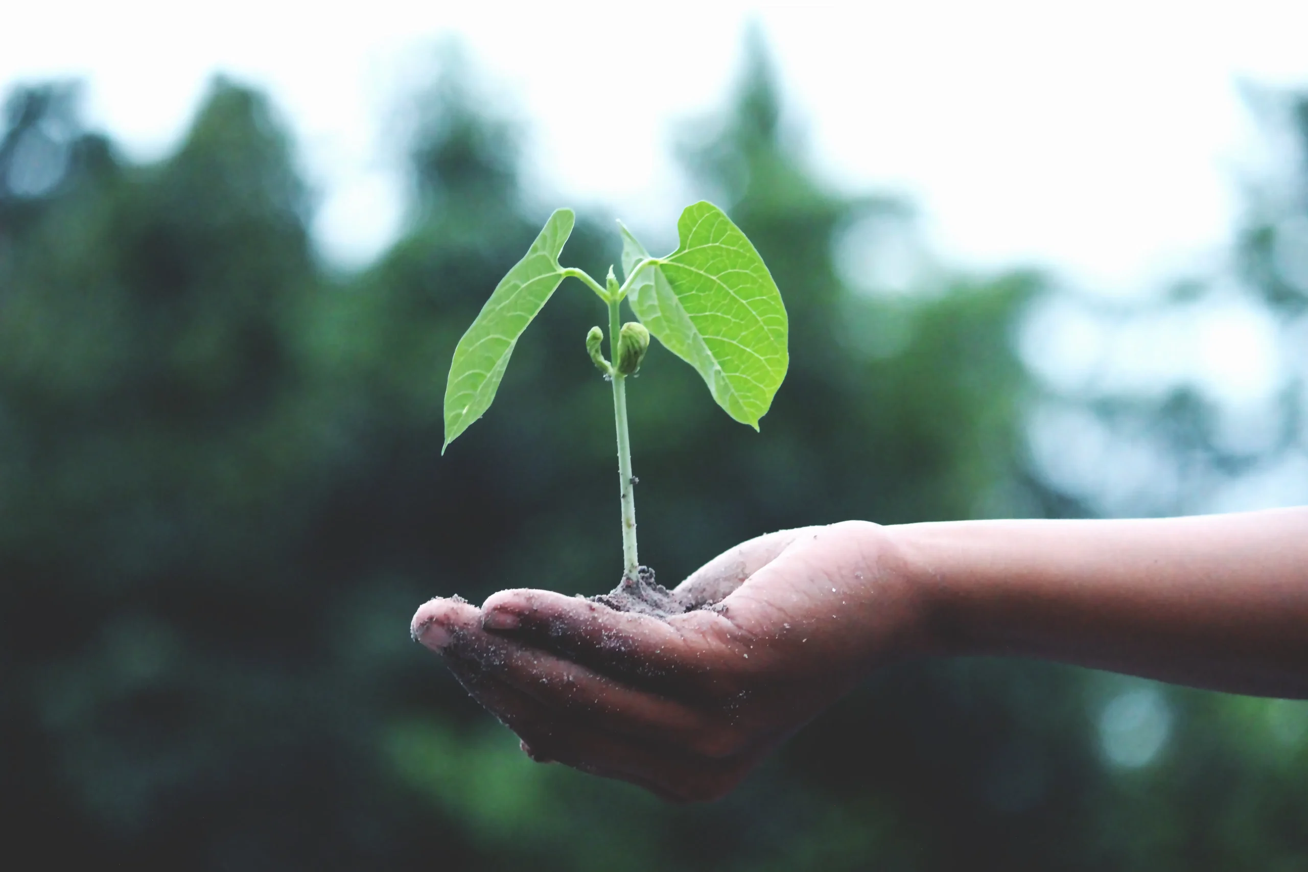 A hand holding a young plant, representing growth and sustainability, concepts taught in ESG training benefits, ESG investing course, and environmental social governance training, showcasing the potential for a greener future with ESG training 2025.