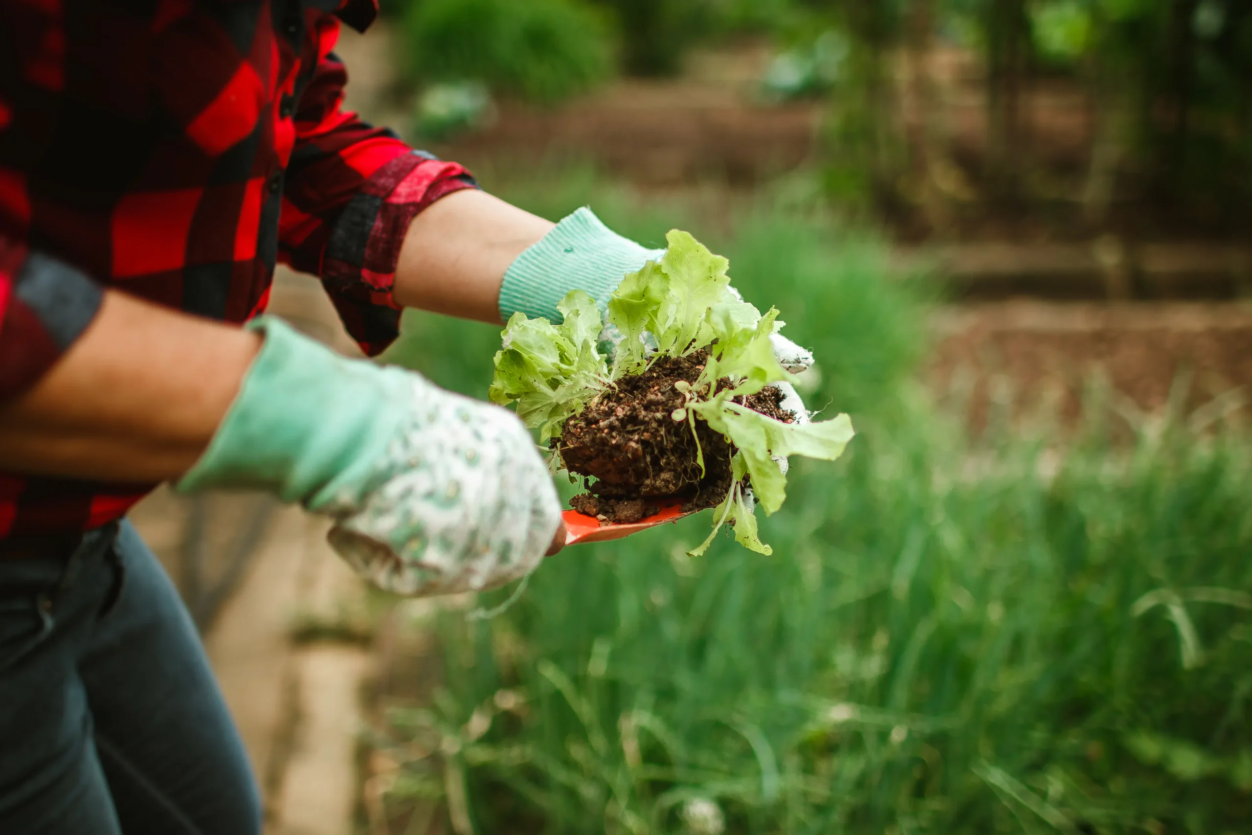 A person in gardening gloves holds a seedling, symbolizing environmental stewardship and sustainable practices often promoted through ESG consulting firms.